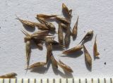 Agrostis balansae