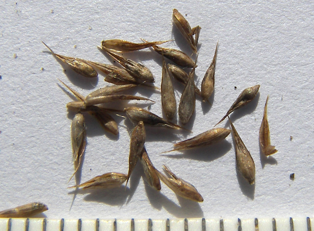 Image of Agrostis balansae specimen.