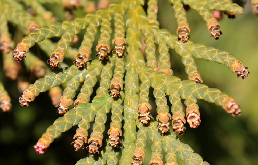 Изображение особи Thuja occidentalis.