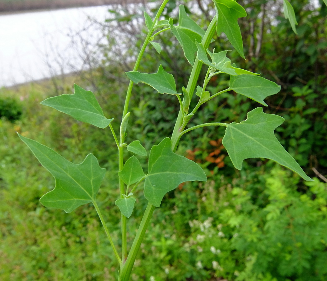 Изображение особи Chenopodium bryoniifolium.