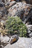 Lagochilus occultiflorus