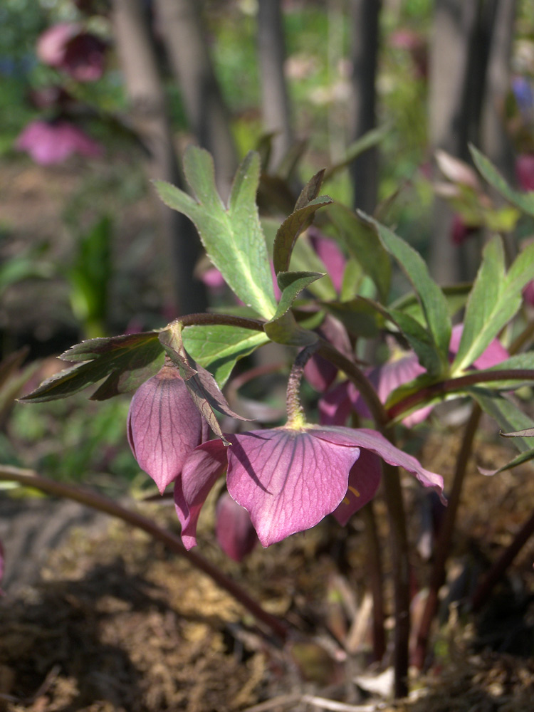 Image of Helleborus purpurascens specimen.