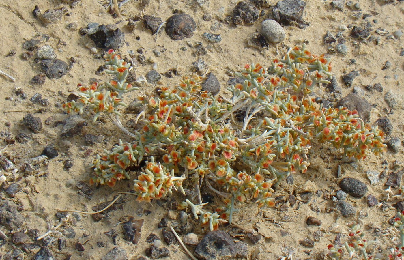 Image of genus Arthrophytum specimen.