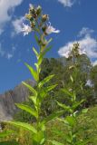 Gadellia lactiflora. Верхушки отцветающих и плодоносящих побегов. Адыгея, Кавказский биосферный заповедник, Фишт-Оштенский массив, пер. Армянский, ≈ 1800 м н.у.м., субальпийский луг среди скал. 30.08.2015.