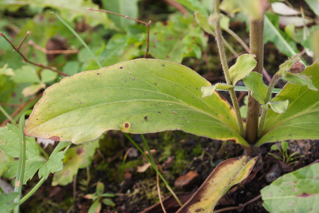 Image of Arnica montana specimen.