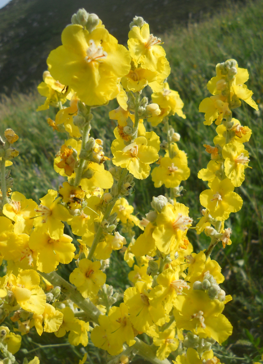 Изображение особи Verbascum songaricum.