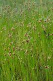 Bolboschoenus planiculmis