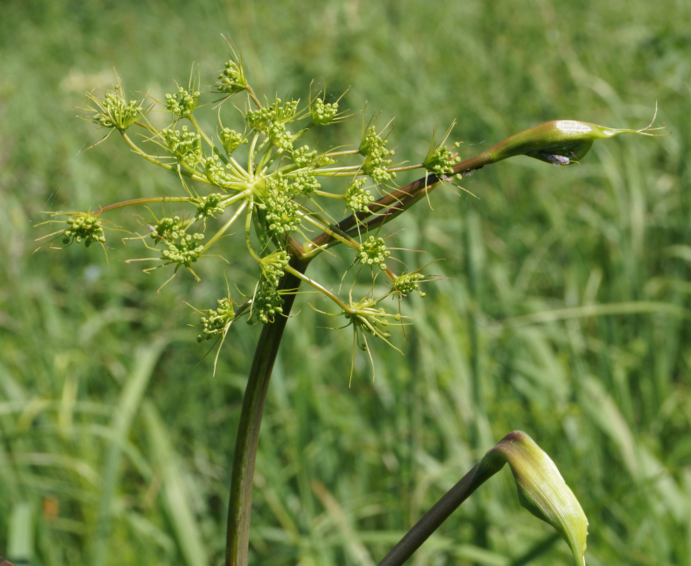 Изображение особи Peucedanum morisonii.