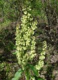 Rumex aquaticus. Верхушка растения с соплодиями. Якутия (Саха), Нерюнгринский р-н, окр. пос. Чульман, руч. Китаянка. 19.07.2012.