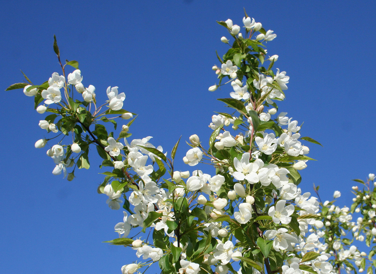 Изображение особи Malus domestica.