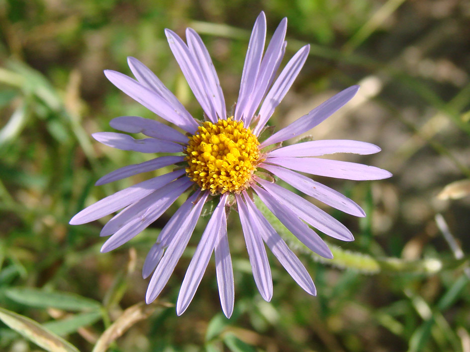 Изображение особи Aster alpinus.