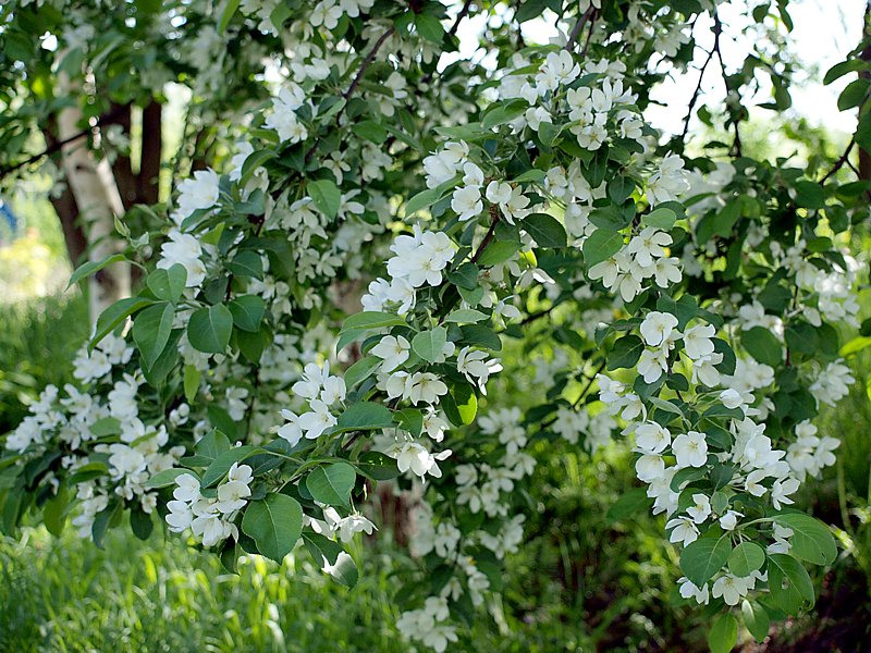 Image of Malus mandshurica specimen.