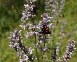 Nepeta nuda