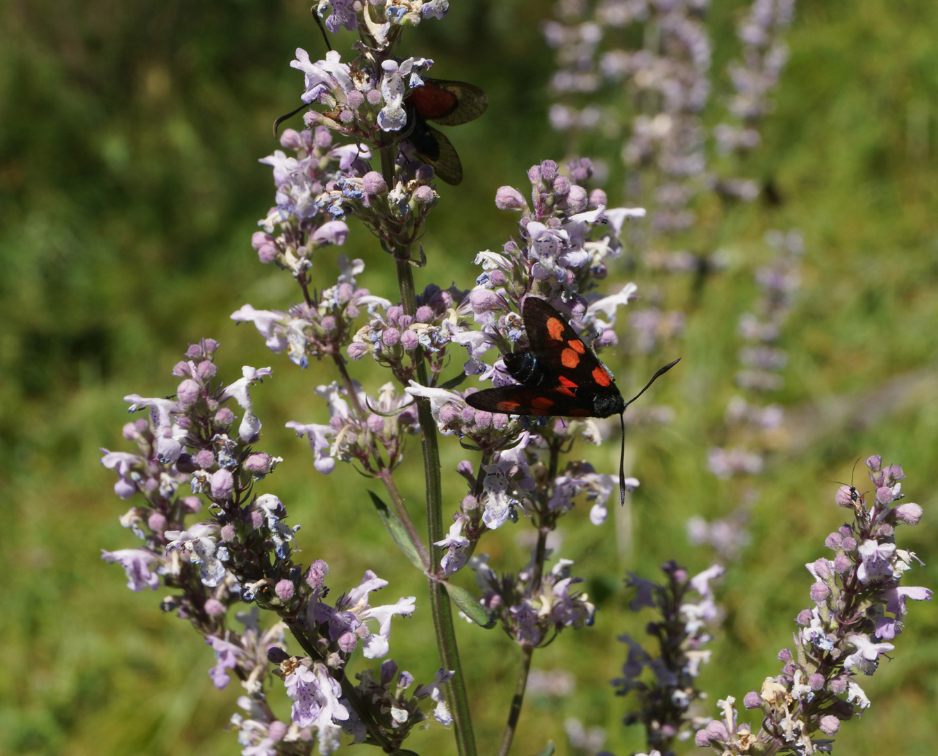Image of Nepeta nuda specimen.