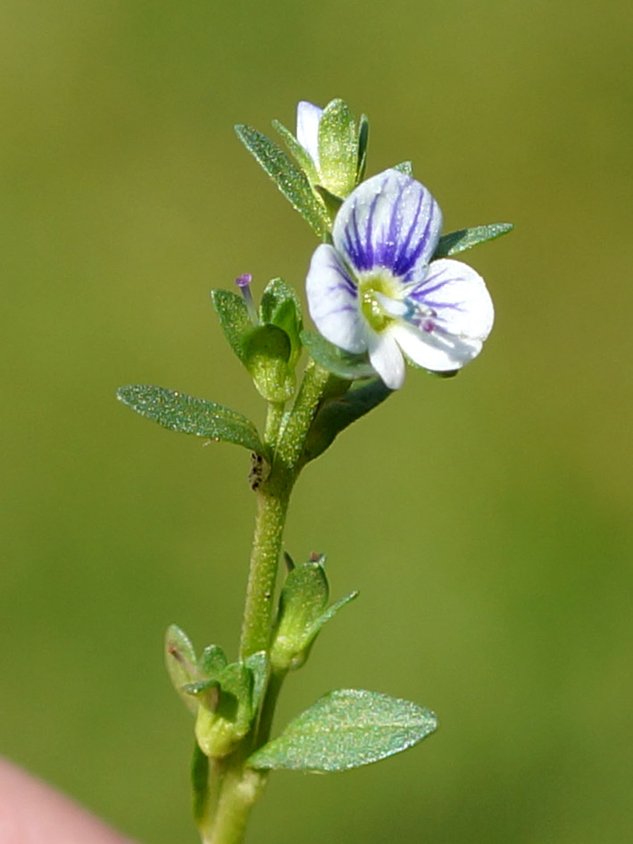 Image of Veronica serpyllifolia specimen.