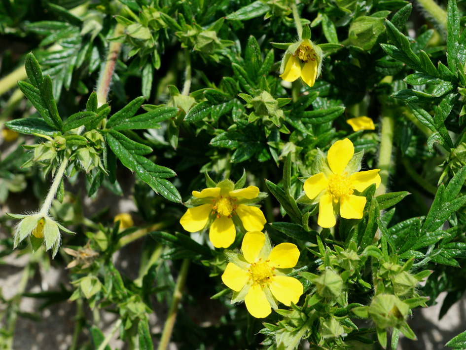 Изображение особи Potentilla tergemina.