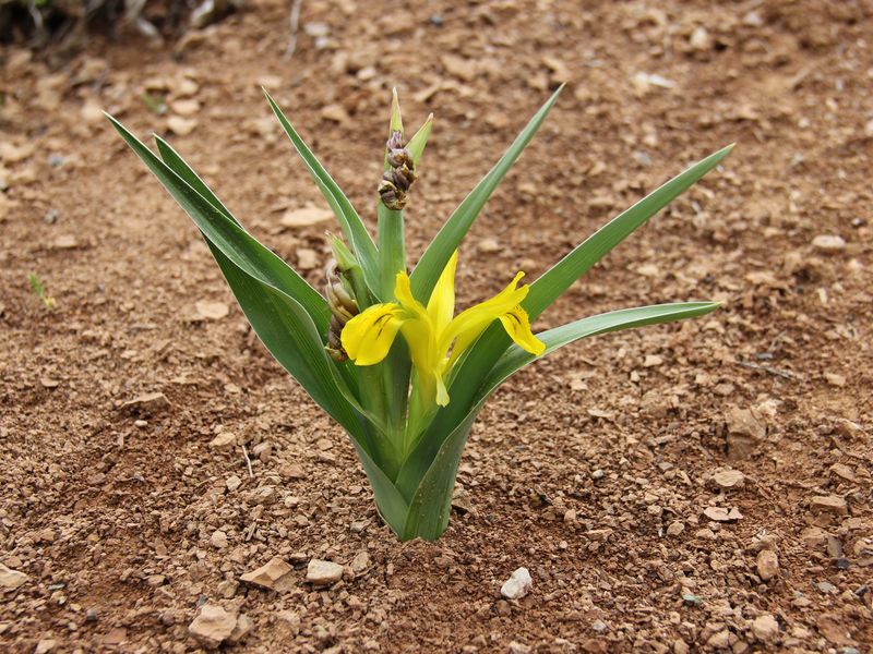 Image of Juno tubergeniana specimen.