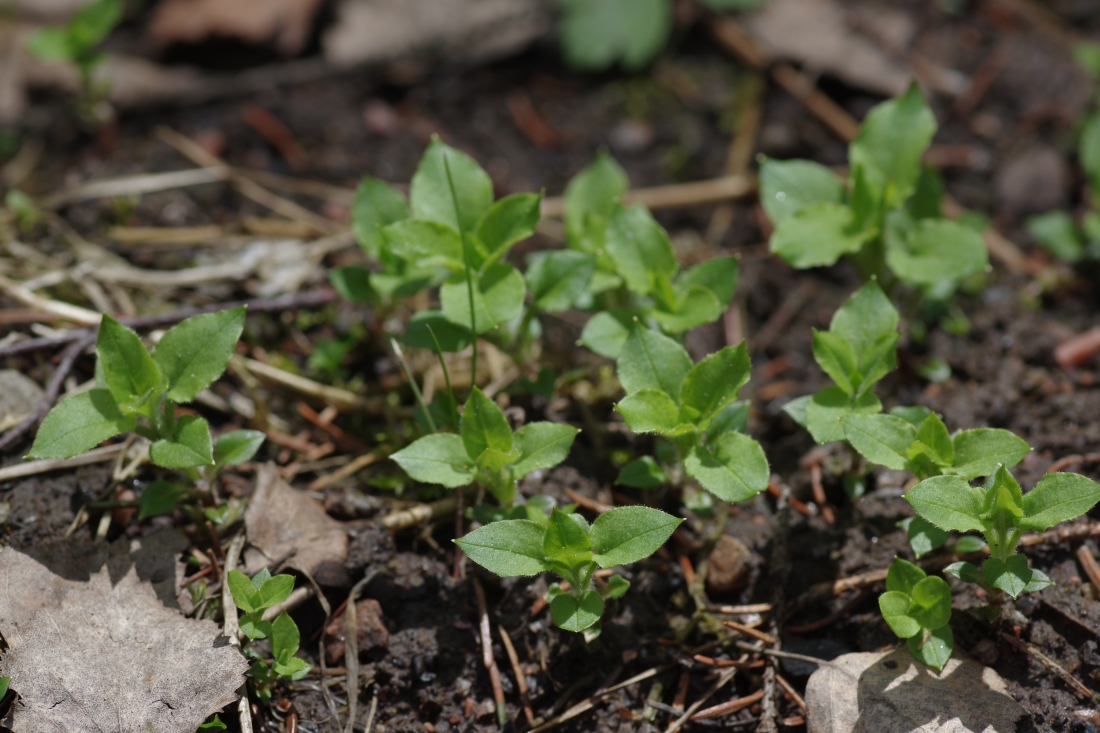Изображение особи Stellaria nemorum.