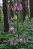 Lilium pilosiusculum. Верхушка цветущего растения. Свердловская обл., окр. г. Североуральск, травяной сосняк с елью на известняках.