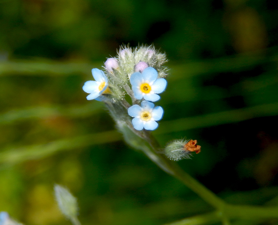 Изображение особи Myosotis arvensis.