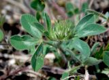 Trifolium scabrum