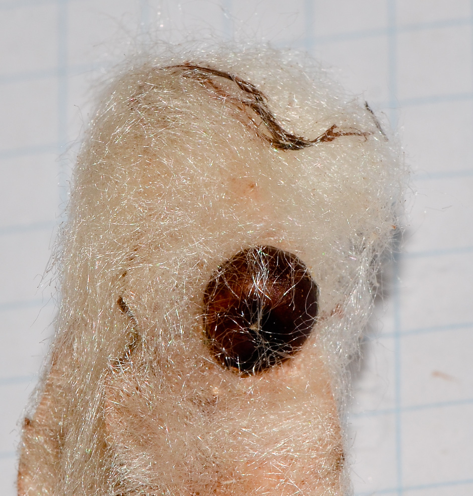 Image of Pseudobombax ellipticum specimen.