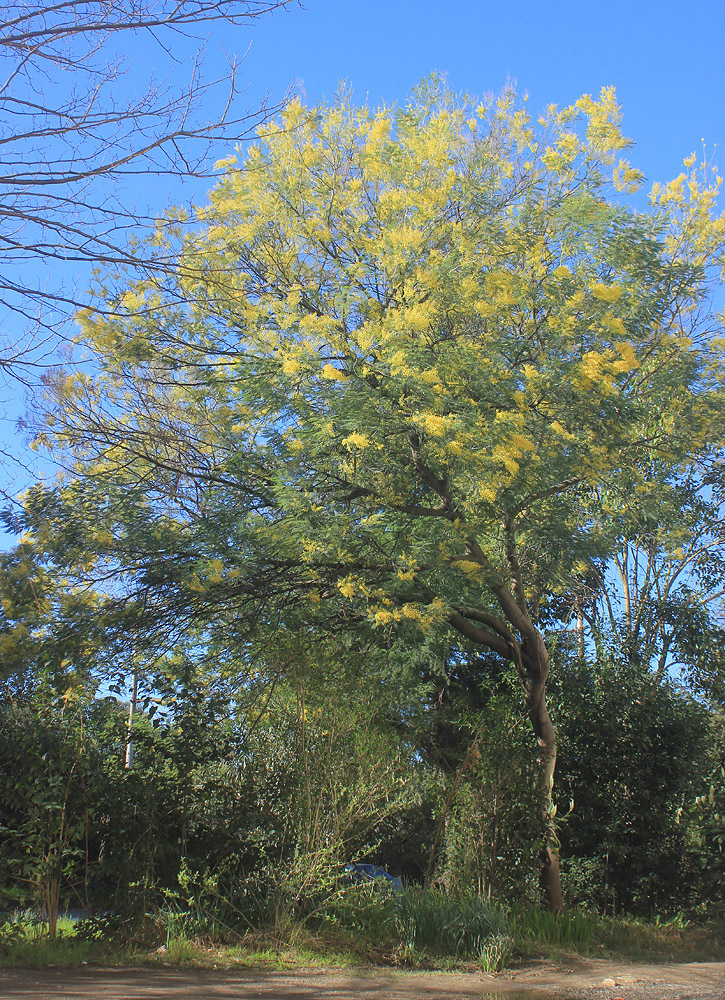 Изображение особи Acacia dealbata.