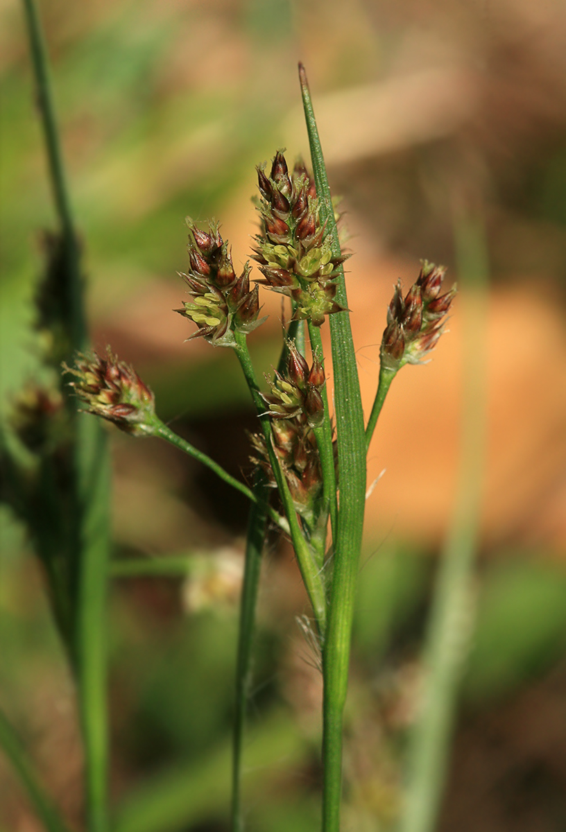 Изображение особи Luzula multiflora.