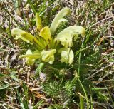 Pedicularis chroorrhyncha