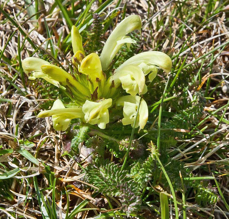 Изображение особи Pedicularis chroorrhyncha.