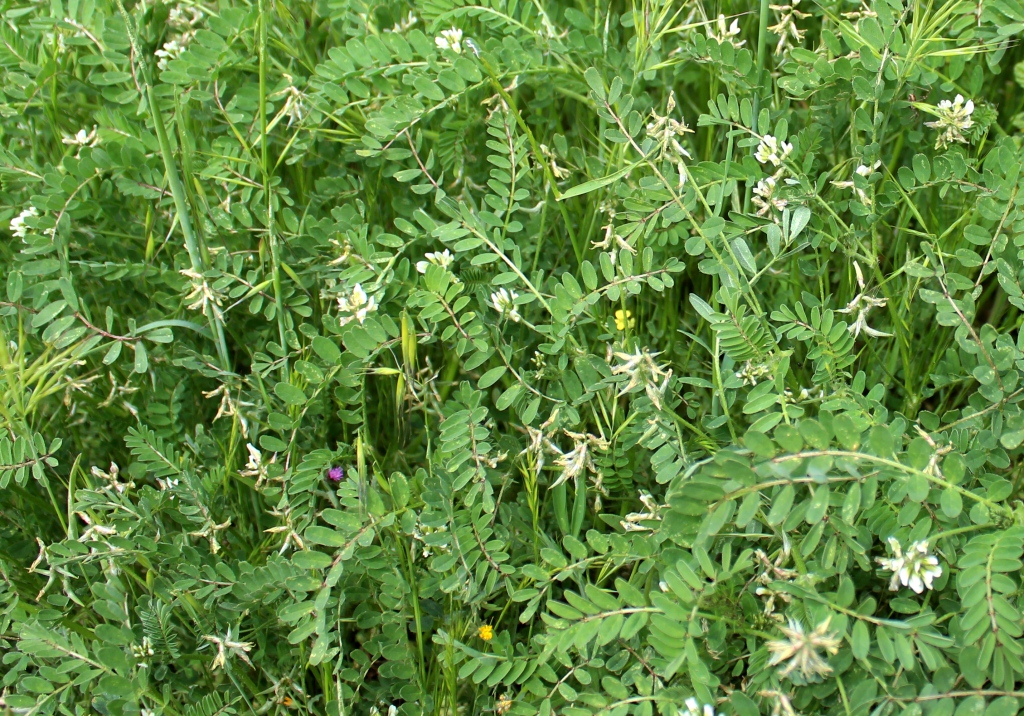 Image of Astragalus hamosus specimen.