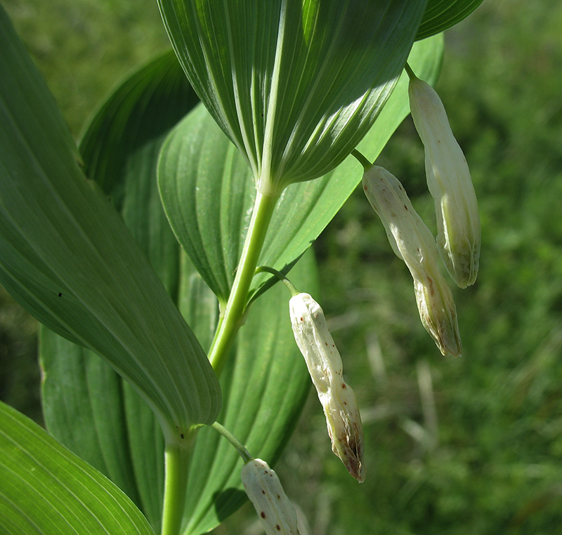 Image of Polygonatum odoratum specimen.