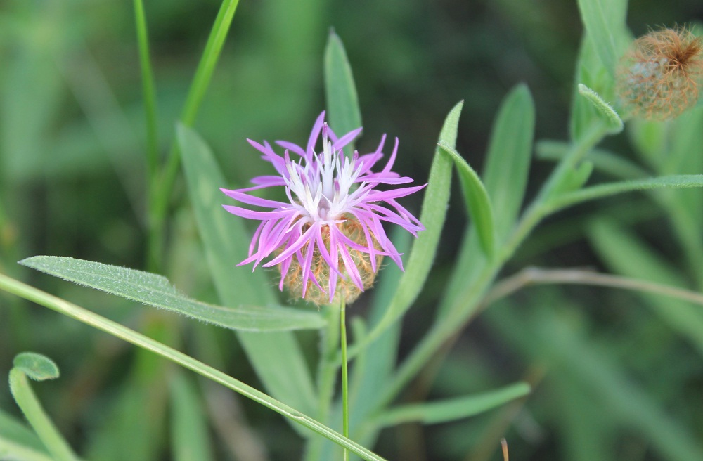 Изображение особи Centaurea trichocephala.