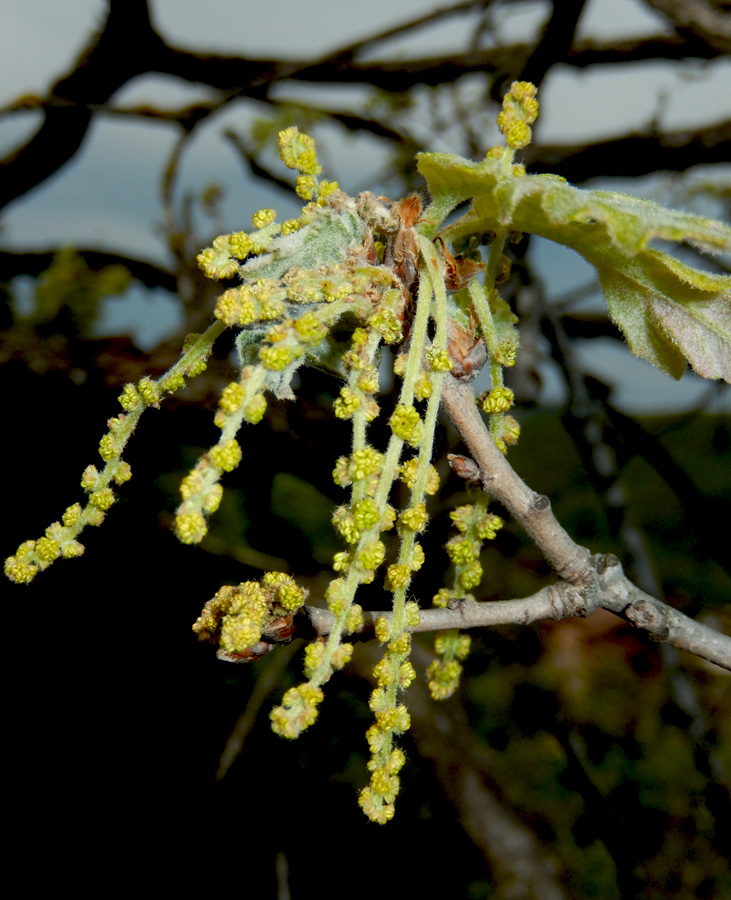 Изображение особи Quercus pubescens.