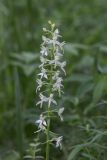 Platanthera bifolia