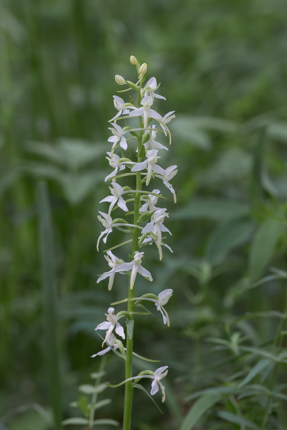 Изображение особи Platanthera bifolia.