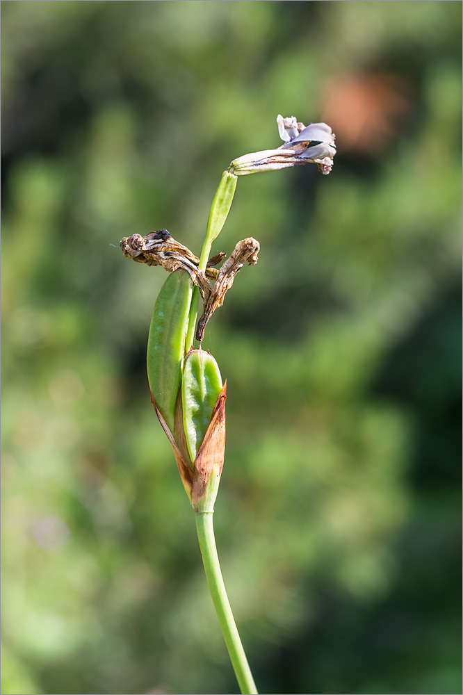 Image of Iris sanguinea specimen.