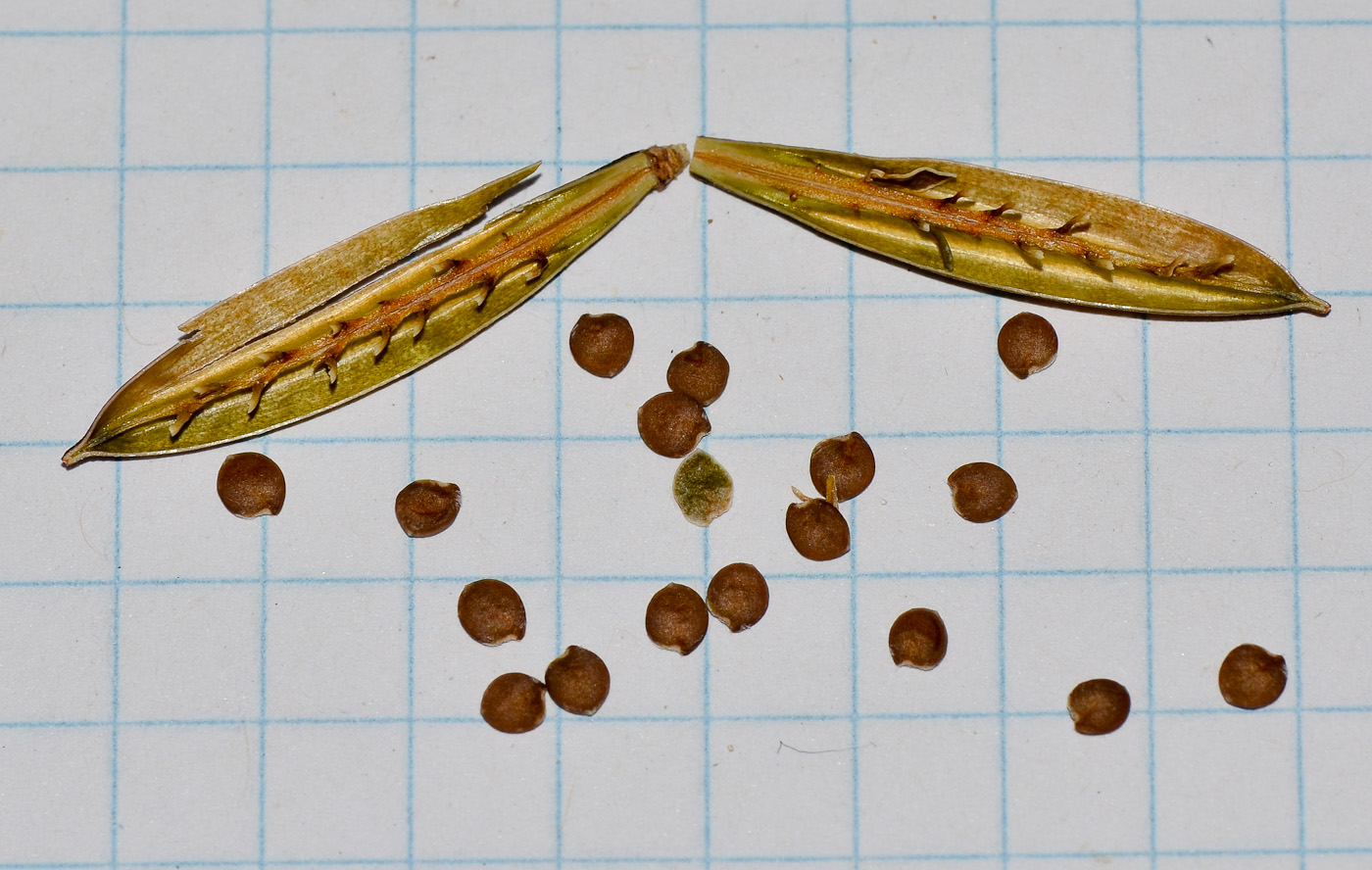 Image of Ruellia simplex specimen.