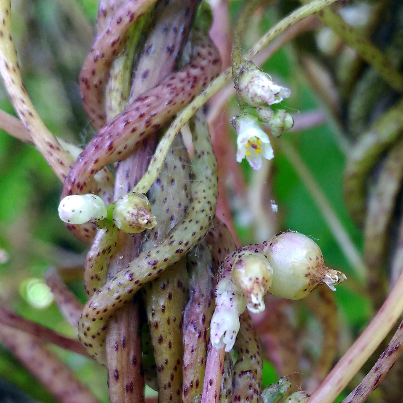 Image of Cuscuta lupuliformis specimen.