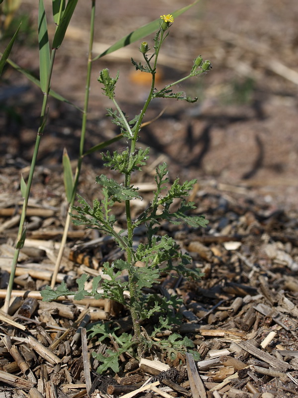 Image of Senecio viscosus specimen.