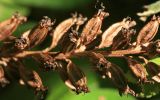 Neottia nidus-avis
