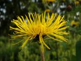 Inula helenium