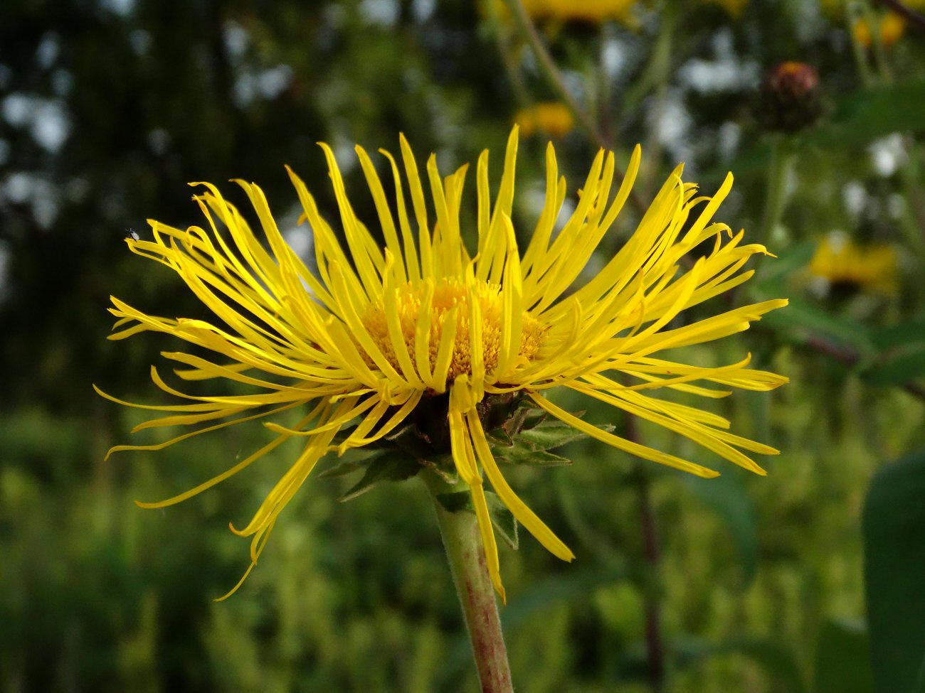 Изображение особи Inula helenium.