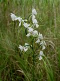 Habenaria linearifolia