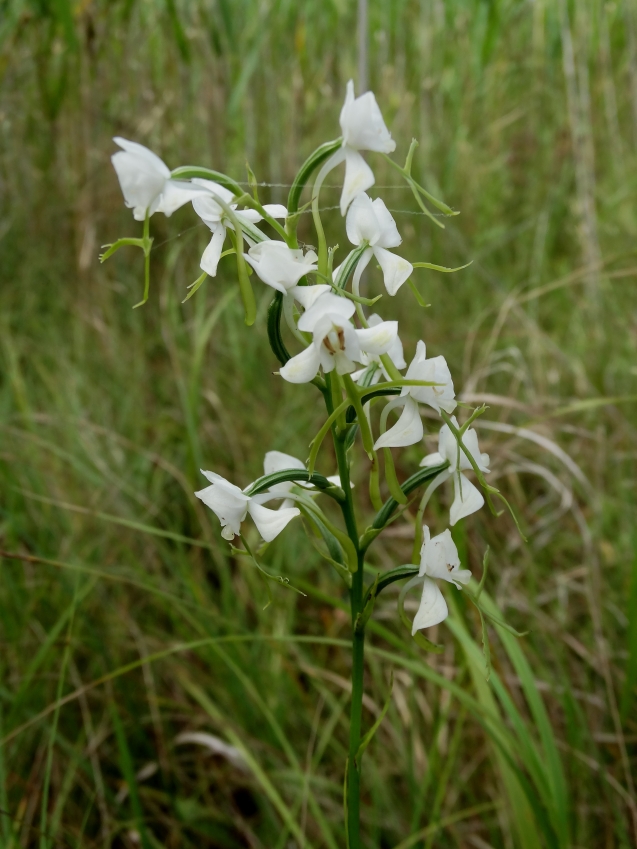 Image of Habenaria linearifolia specimen.