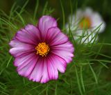 Cosmos bipinnatus. Соцветие и листья (садовая форма \"Карусель\"). Московская обл., Раменский р-н, окр. дер. Хрипань, садовый участок. 31.08.2016.