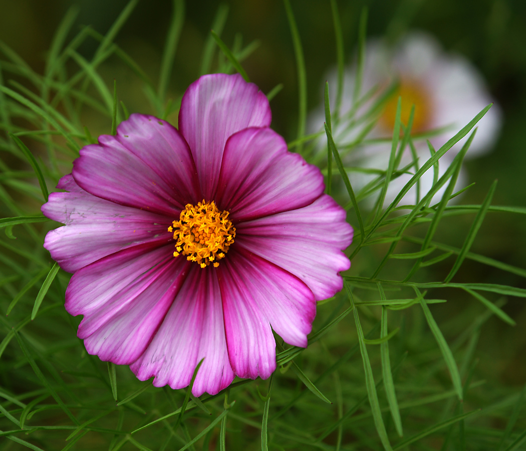 Image of Cosmos bipinnatus specimen.