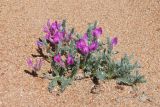 Oxytropis lanata