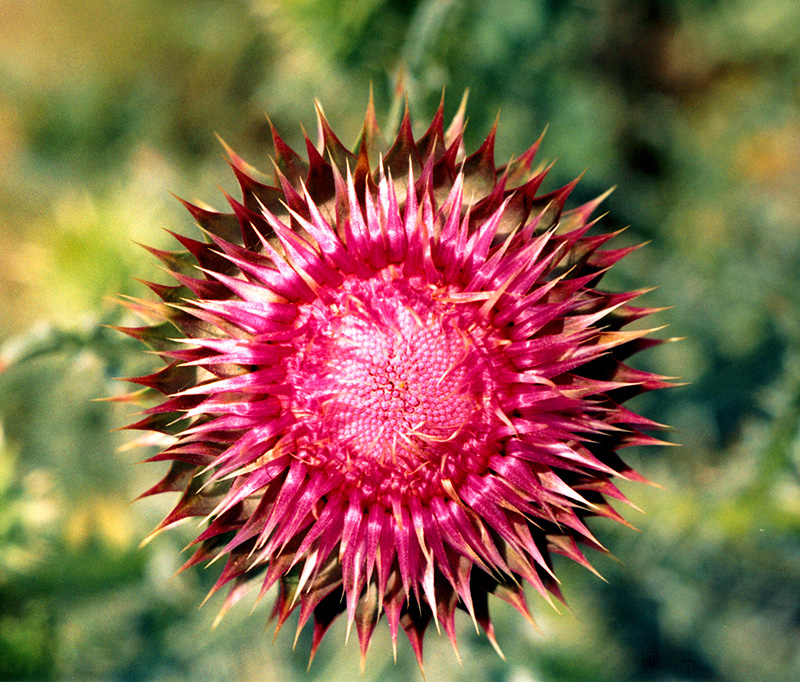 Image of Carduus thoermeri specimen.