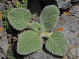 Phlomoides tianschanica. Вегетирущее молодое растение. Казахстан, Тянь-Шань, хр. Таласский, зап. Аксу-Джабаглы, пер. Улькен-Каинды, среди камней, на слоне южной экспозиции. 19.06.2016.